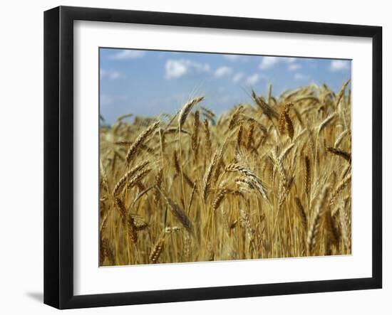 Ears of Wheat in Field-Monika Halmos-Framed Photographic Print