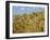 Ears of Wheat in Field-Monika Halmos-Framed Photographic Print