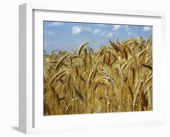 Ears of Wheat in Field-Monika Halmos-Framed Photographic Print