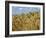 Ears of Wheat in Field-Monika Halmos-Framed Photographic Print