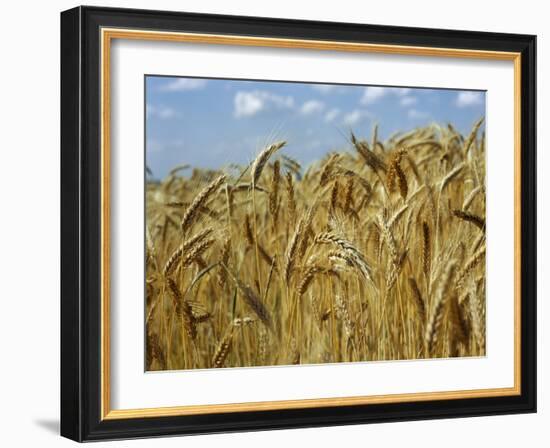 Ears of Wheat in Field-Monika Halmos-Framed Photographic Print