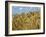 Ears of Wheat in Field-Monika Halmos-Framed Photographic Print