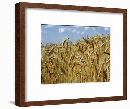 Ears of Wheat in Field-Monika Halmos-Framed Photographic Print