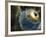 Earth Being Hit by a Planet Killing Meteorite-null-Framed Photographic Print