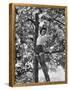 Eartha Kitt Playing in the Tree-Gordon Parks-Framed Premier Image Canvas