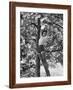 Eartha Kitt Playing in the Tree-Gordon Parks-Framed Premium Photographic Print