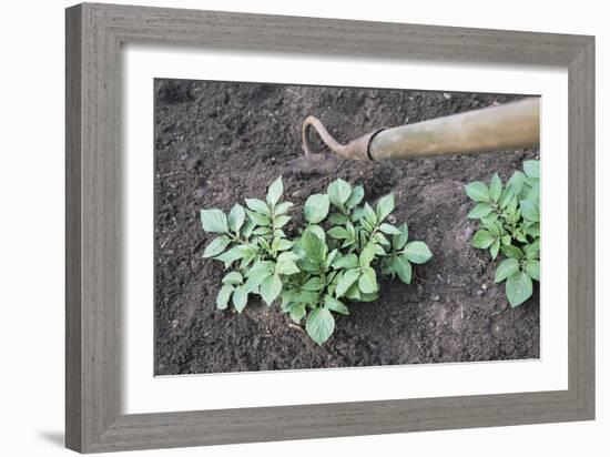 Earthing-up Organic Potatoes-Maxine Adcock-Framed Photographic Print