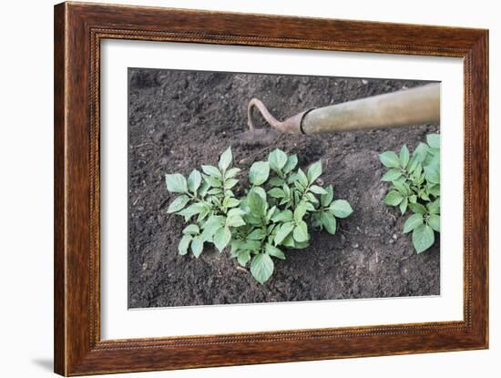 Earthing-up Organic Potatoes-Maxine Adcock-Framed Photographic Print