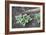 Earthing-up Organic Potatoes-Maxine Adcock-Framed Photographic Print