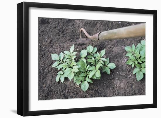 Earthing-up Organic Potatoes-Maxine Adcock-Framed Photographic Print