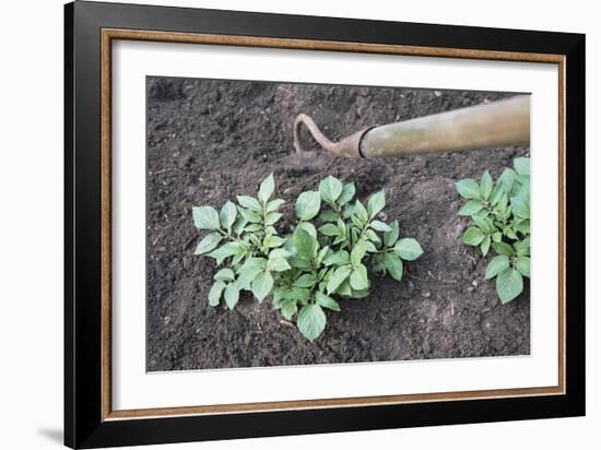 Earthing-up Organic Potatoes-Maxine Adcock-Framed Photographic Print