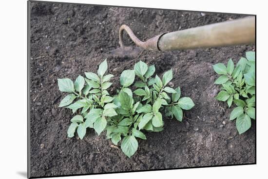 Earthing-up Organic Potatoes-Maxine Adcock-Mounted Photographic Print