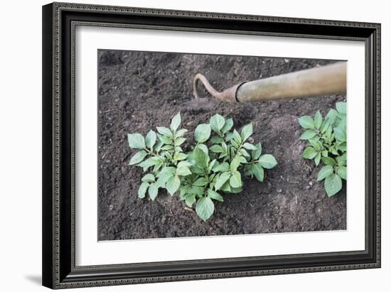 Earthing-up Organic Potatoes-Maxine Adcock-Framed Photographic Print