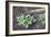 Earthing-up Organic Potatoes-Maxine Adcock-Framed Photographic Print