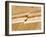 Earthquake Fault Line in Roadcut, Interstate 40, Kingman, Arizona, USA-Richard Cummins-Framed Photographic Print