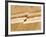 Earthquake Fault Line in Roadcut, Interstate 40, Kingman, Arizona, USA-Richard Cummins-Framed Photographic Print