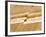 Earthquake Fault Line in Roadcut, Interstate 40, Kingman, Arizona, USA-Richard Cummins-Framed Photographic Print