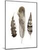 Earthtone Feathers II-Alicia Ludwig-Mounted Art Print