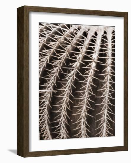 Earthy Cactus 2-Marcus Prime-Framed Art Print