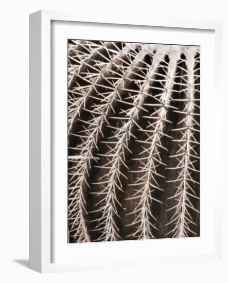 Earthy Cactus 2-Marcus Prime-Framed Art Print