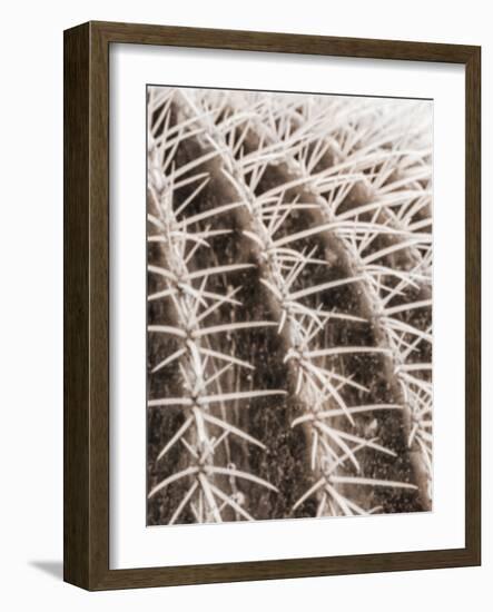 Earthy Cactus 3-Marcus Prime-Framed Art Print