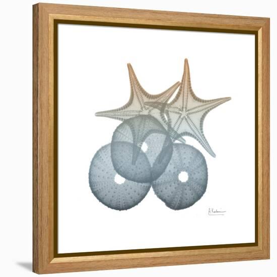 Earthy Hues Sea Urchin and Starfish-Albert Koetsier-Framed Stretched Canvas