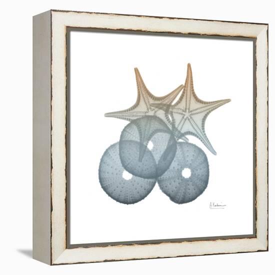 Earthy Hues Sea Urchin and Starfish-Albert Koetsier-Framed Stretched Canvas