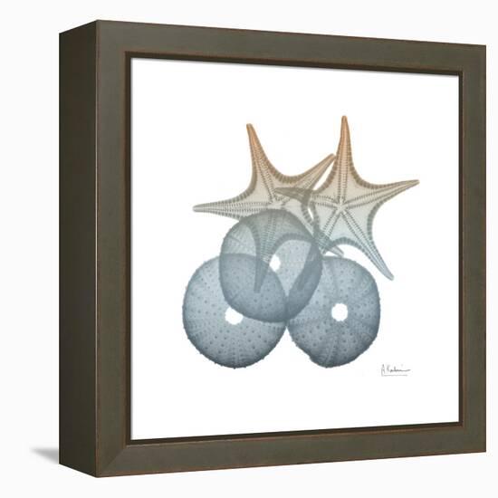 Earthy Hues Sea Urchin and Starfish-Albert Koetsier-Framed Stretched Canvas