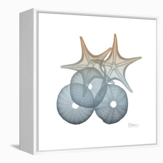 Earthy Hues Sea Urchin and Starfish-Albert Koetsier-Framed Stretched Canvas