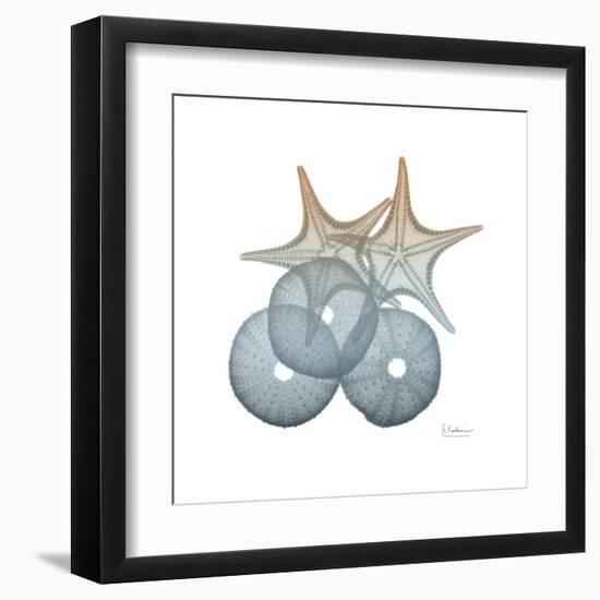 Earthy Hues Sea Urchin and Starfish-Albert Koetsier-Framed Art Print