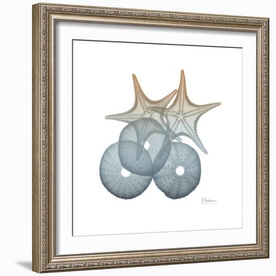 Earthy Hues Sea Urchin and Starfish-Albert Koetsier-Framed Art Print