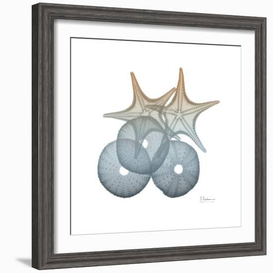 Earthy Hues Sea Urchin and Starfish-Albert Koetsier-Framed Art Print