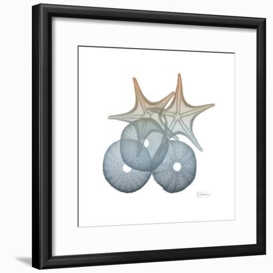 Earthy Hues Sea Urchin and Starfish-Albert Koetsier-Framed Art Print