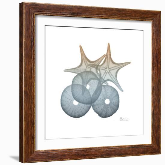 Earthy Hues Sea Urchin and Starfish-Albert Koetsier-Framed Art Print