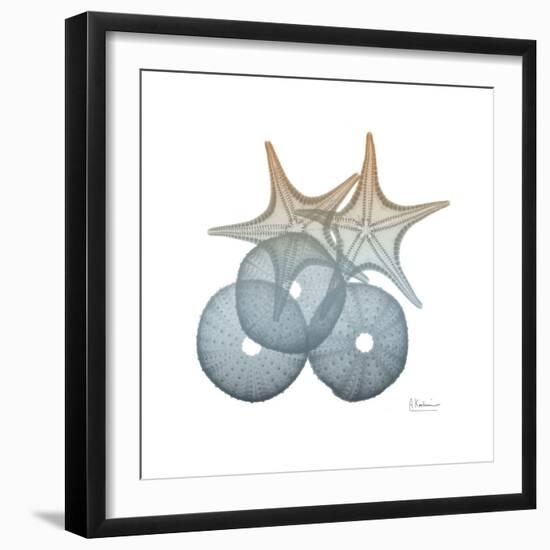 Earthy Hues Sea Urchin and Starfish-Albert Koetsier-Framed Art Print