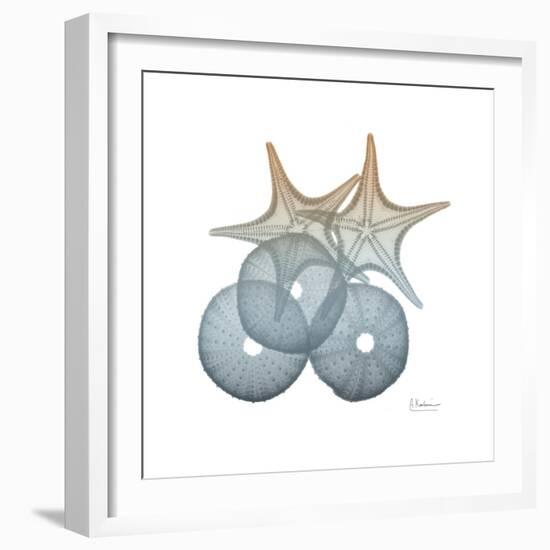 Earthy Hues Sea Urchin and Starfish-Albert Koetsier-Framed Art Print