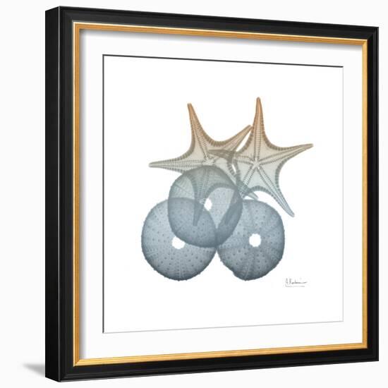 Earthy Hues Sea Urchin and Starfish-Albert Koetsier-Framed Art Print