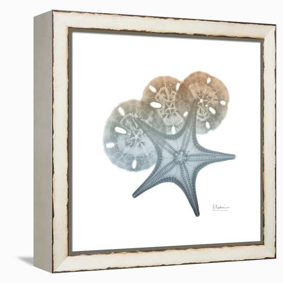 Earthy Hues Starfish and Sand Dollar-Albert Koetsier-Framed Stretched Canvas