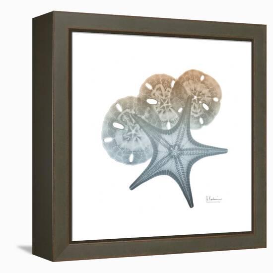 Earthy Hues Starfish and Sand Dollar-Albert Koetsier-Framed Stretched Canvas