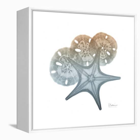 Earthy Hues Starfish and Sand Dollar-Albert Koetsier-Framed Stretched Canvas