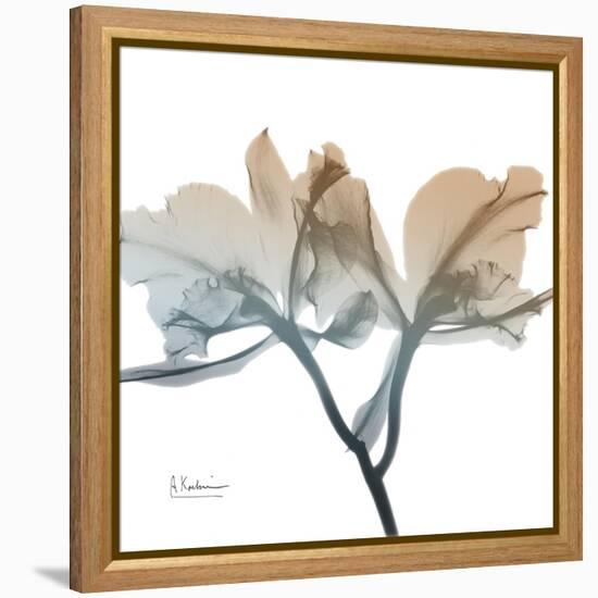 Earthy Orchid-Albert Koetsier-Framed Stretched Canvas