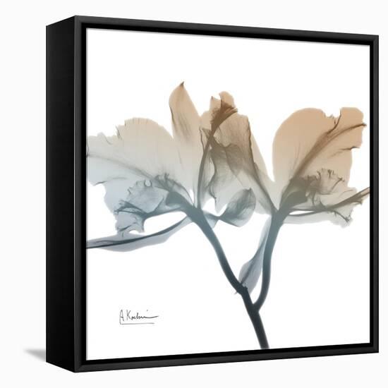 Earthy Orchid-Albert Koetsier-Framed Stretched Canvas