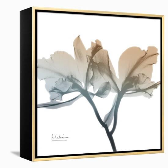 Earthy Orchid-Albert Koetsier-Framed Stretched Canvas