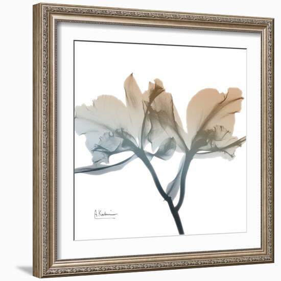 Earthy Orchid-Albert Koetsier-Framed Premium Giclee Print