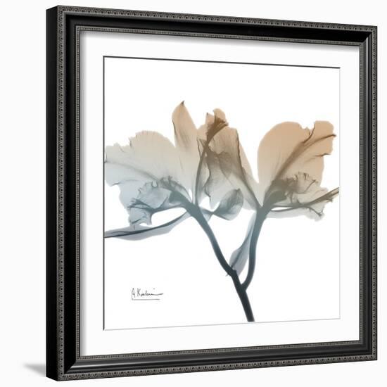 Earthy Orchid-Albert Koetsier-Framed Premium Giclee Print