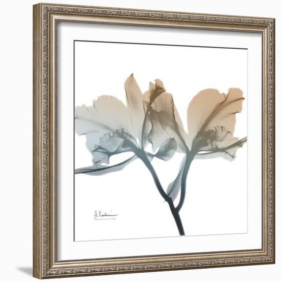 Earthy Orchid-Albert Koetsier-Framed Art Print