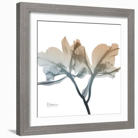 Earthy Orchid-Albert Koetsier-Framed Art Print