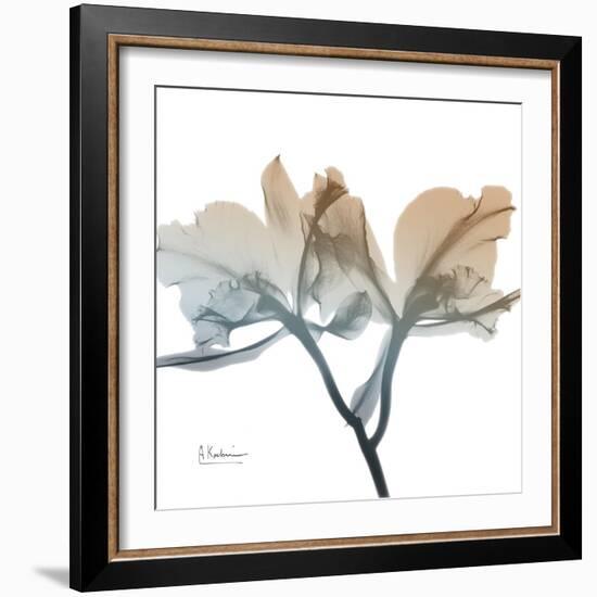 Earthy Orchid-Albert Koetsier-Framed Art Print