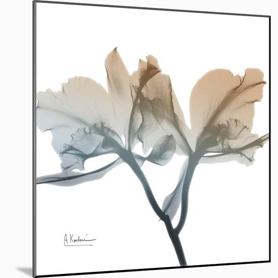 Earthy Orchid-Albert Koetsier-Mounted Art Print