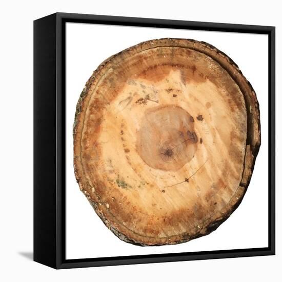 Earthy Rings Of Ages-Sheldon Lewis-Framed Stretched Canvas